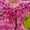 Redbud Trees Live Plants in Quart Pot, 6 to 12 Inc Tall, Red Bud Tree Plants Live, Purple Lavender Redbud Blooms Color