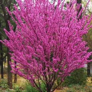 Set 10 Eastern Redbud Trees Live Plants, 10 To 15 Inc Tall Pink Flowering Ornamental Tree In Quart Pot, Redbud Tree Eastern, Redbud Trees for Planting