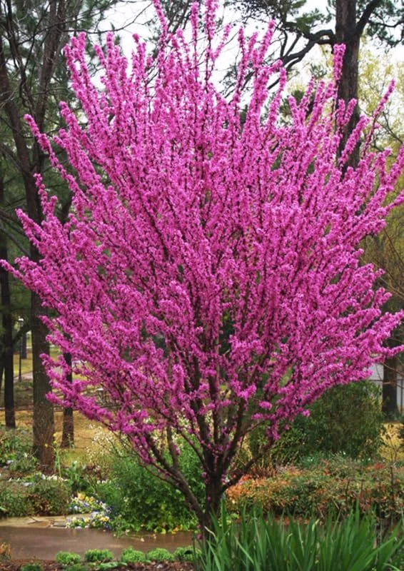 Set 10 Eastern Redbud Trees Live Plants, 10 To 15 Inc Tall Pink Flowering Ornamental Tree In Quart Pot, Redbud Tree Eastern, Redbud Trees for Planting