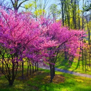 Set 6 Eastern Redbud Trees Live Plants, 10 To 15 Inc Tall Pink Flowering Ornamental Tree In Quart Pot, Redbud Tree Eastern, Redbud Trees for Planting
