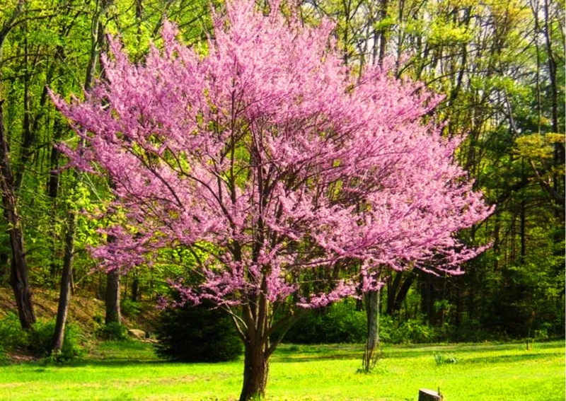 Set 10 Eastern Redbud Trees Live Plants, 10 To 15 Inc Tall Pink Flowering Ornamental Tree In Quart Pot, Redbud Tree Eastern, Redbud Trees for Planting
