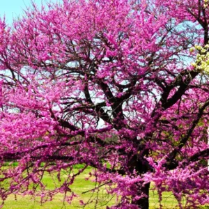 Set 4 Eastern Redbud Trees Live Plants, 10 To 15 Inc Tall Pink Flowering Ornamental Tree In Quart Pot, Redbud Tree Eastern, Redbud Trees for Planting
