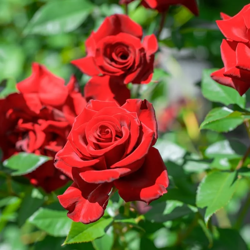 Don Juan Rose Bush Live Starter Plant, Fragrant Red Rose Ready to Plant, Climbing Donjuan Rose for Planting Outdoor, No Pot, 1 Year Old Rose Plant