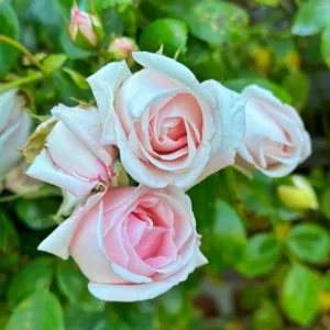 Pink Climbing Rose Live Starter Plant, Fragrant Pink Rose Ready to Plant, Climbing Rose for Planting Outdoor, No Pot, 1 Year Old Rose Plant