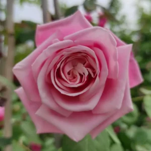 Pink Climbing Rose Live Starter Plant, Fragrant Pink Rose Ready to Plant, Climbing Rose for Planting Outdoor, No Pot, 1 Year Old Rose Plant