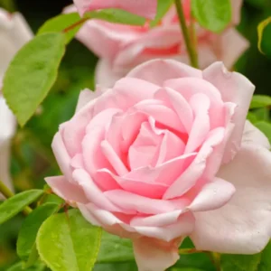 Pink Rose Climbing Live Starter Plant, Fragrant New Dawn Pink Climbing Rose for Planting Outdoor, No Pot, 1 Year Old Rose Plant, Well-Rooted Rose Plants Live Ready to Plant