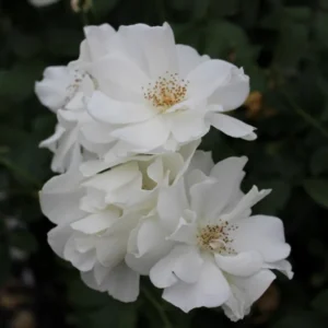 White Climbing Rose Live Starter Plant, Fragrant White Rose Ready to Plant, Climbing Rose for Planting Outdoor, No Pot, 1 Year Old Rose Plant