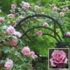 2 Pink Rose Climbing Live Starter Plants, New Dawn Fragrant Pink Climbing Rose for Planting Outdoor, No Pot, 1 Year Old Rose Plant, Well-Rooted Rose Plants Live Ready to Plant
