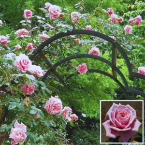 2 Pink Rose Climbing Live Starter Plants, New Dawn Fragrant Pink Climbing Rose for Planting Outdoor, No Pot, 1 Year Old Rose Plant, Well-Rooted Rose Plants Live Ready to Plant