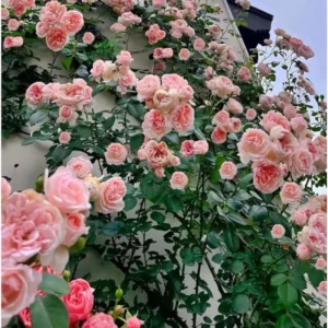 2 Pink Rose Climbing Live Starter Plants, New Dawn Fragrant Pink Climbing Rose for Planting Outdoor, No Pot, 1 Year Old Rose Plant, Well-Rooted Rose Plants Live Ready to Plant