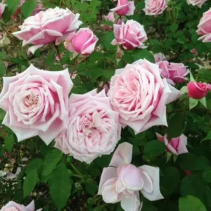 2 Pink Rose Climbing Live Starter Plants, New Dawn Fragrant Pink Climbing Rose for Planting Outdoor, No Pot, 1 Year Old Rose Plant, Well-Rooted Rose Plants Live Ready to Plant