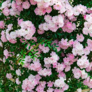 Pink Rose Climbing Live Starter Plant, Fragrant New Dawn Pink Climbing Rose for Planting Outdoor, No Pot, 1 Year Old Rose Plant, Well-Rooted Rose Plants Live Ready to Plant