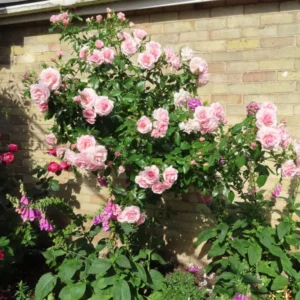 Pink Rose Climbing Live Starter Plant, Fragrant New Dawn Pink Climbing Rose for Planting Outdoor, No Pot, 1 Year Old Rose Plant, Well-Rooted Rose Plants Live Ready to Plant
