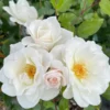 White Climbing Rose Live Starter Plant, Fragrant White Rose Ready to Plant, Climbing Rose for Planting Outdoor, No Pot, 1 Year Old Rose Plant