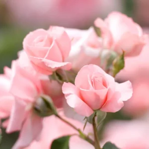2 Pink Rose Climbing Live Starter Plants, New Dawn Fragrant Pink Climbing Rose for Planting Outdoor, No Pot, 1 Year Old Rose Plant, Well-Rooted Rose Plants Live Ready to Plant