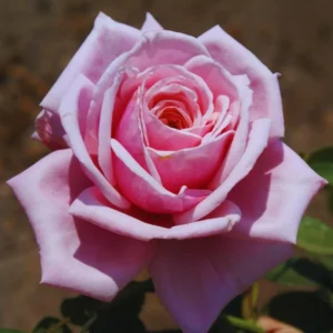 2 Pink Rose Climbing Live Starter Plants, New Dawn Fragrant Pink Climbing Rose for Planting Outdoor, No Pot, 1 Year Old Rose Plant, Well-Rooted Rose Plants Live Ready to Plant