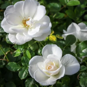 White Rose Climbing Live Starter Plant, Fragrant White Climbing Rose for Planting Outdoor, No Pot, 1 Year Old Rose Plant, Well-Rooted Rose Plants Live Ready to Plant