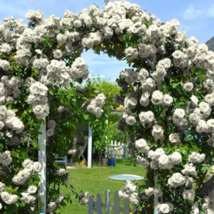 2 White Rose Climbing Live Starter Plants, Fragrant White Climbing Rose for Planting Outdoor, No Pot, 1 Year Old Rose Plant, Well-Rooted Rose Plants Live Ready to Plant