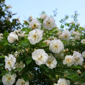 2 White Rose Climbing Live Starter Plants, Fragrant White Climbing Rose for Planting Outdoor, No Pot, 1 Year Old Rose Plant, Well-Rooted Rose Plants Live Ready to Plant