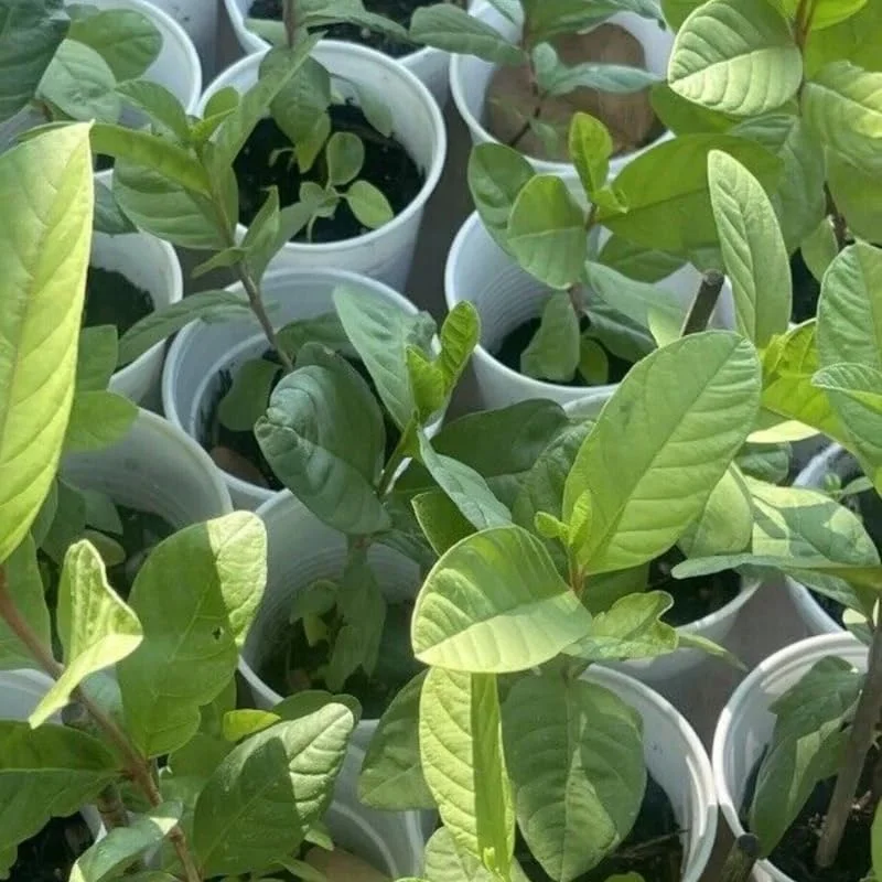 Guava Tree Live Plant, 4-8" White Guava Tree Live Plant, Guava Tree Plant Live, Guava For Planting In 4" Pot