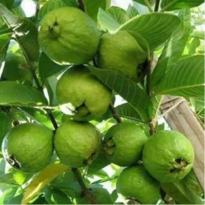 Set 2 White Guava Trees Live Plants, 4-8