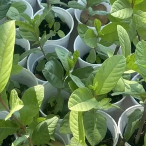 Set 2 White Guava Trees Live Plants, 4-8