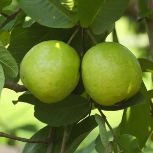 Set 2 White Guava Trees Live Plants, 4-8