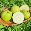 Set 2 White Guava Trees Live Plants, 4-8" In Tall In 4" Pot, Live Guava Trees Plant, Guava Trees Plant Live, Guava For Growing