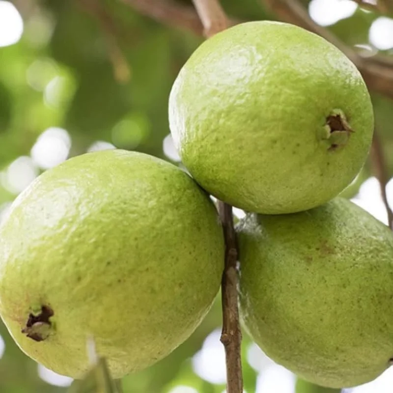 Guava Tree Live Plant, 4-8" White Guava Tree Live Plant, Guava Tree Plant Live, Guava For Planting In 4" Pot