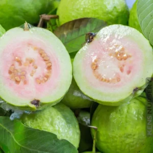 Guava Tree, White Guava Tree Live Plant, 4