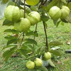 Guava Tree, White Guava Tree Live Plant, 4