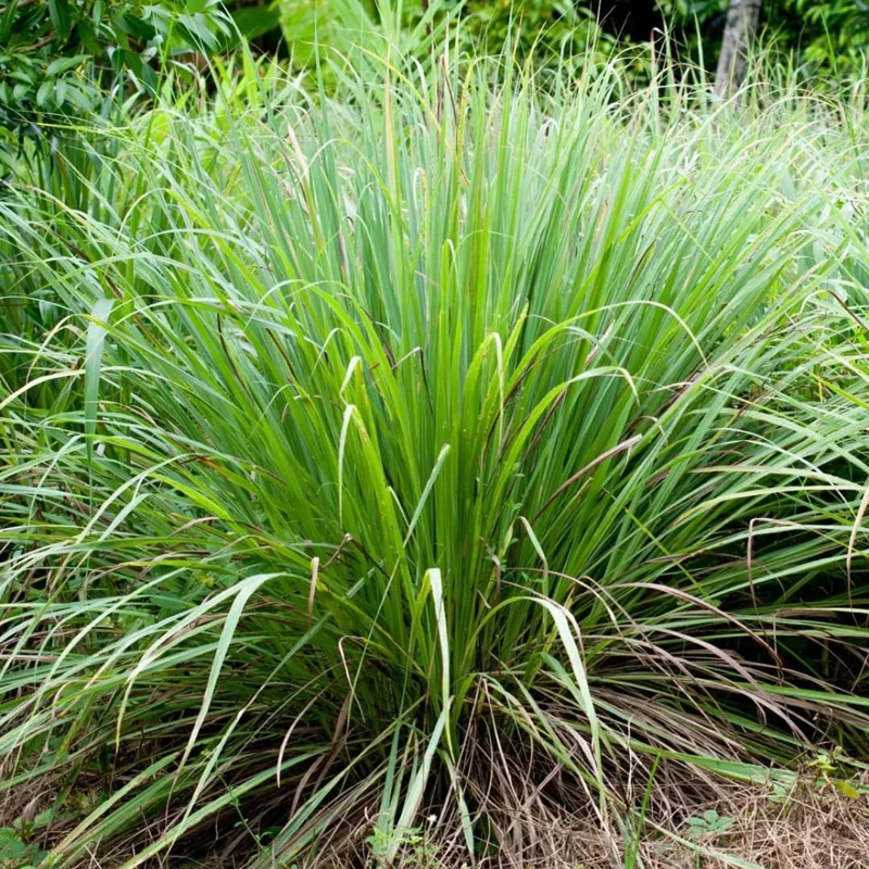Lemongrass To Plant, Lemon Grass Live Plant, 2-3 Plants Clump In Pot, Lemon Grass Plants Live Outdoor, Lemon Grass Live Plant for Outside, Lemongrass Plants Live for Planting, Live Lemongrass Plant