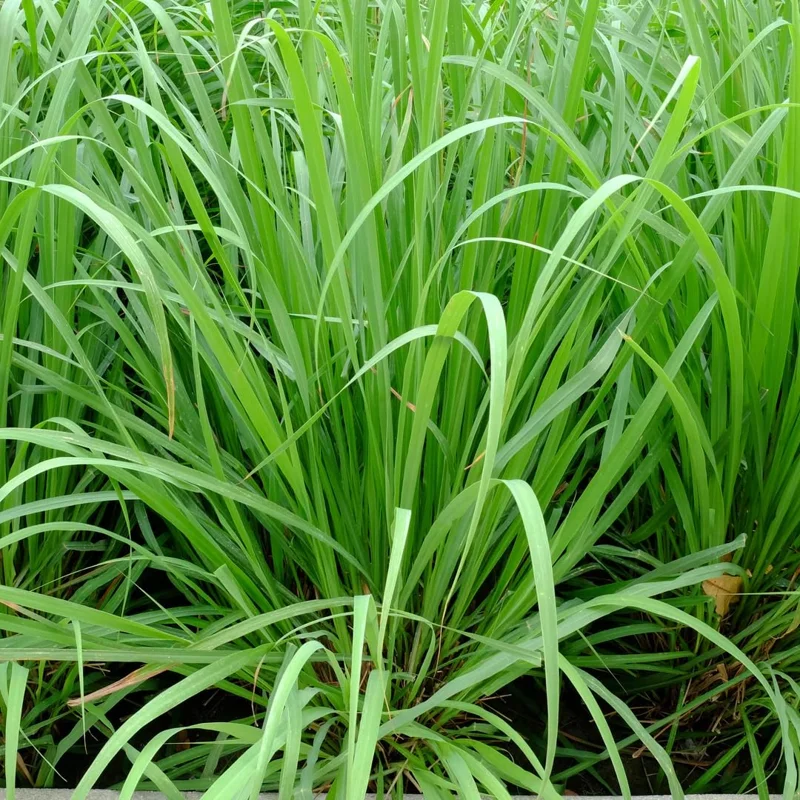 Lemongrass To Plant, Lemon Grass Live Plant, 2-3 Plants Clump In Pot, Lemon Grass Plants Live Outdoor, Lemon Grass Live Plant for Outside, Lemongrass Plants Live for Planting, Live Lemongrass Plant