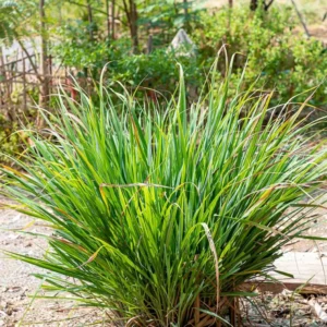 Lemongrass To Plant, Lemon Grass Live Plant, 2-3 Plants Clump In Pot, Lemon Grass Plants Live Outdoor, Lemon Grass Live Plant for Outside, Lemongrass Plants Live for Planting, Live Lemongrass Plant