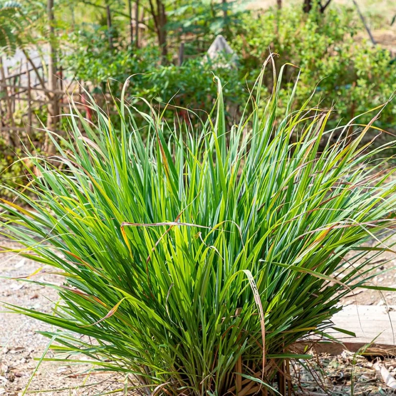 Lemongrass To Plant, Lemon Grass Live Plant, 2-3 Plants Clump In Pot, Lemon Grass Plants Live Outdoor, Lemon Grass Live Plant for Outside, Lemongrass Plants Live for Planting, Live Lemongrass Plant