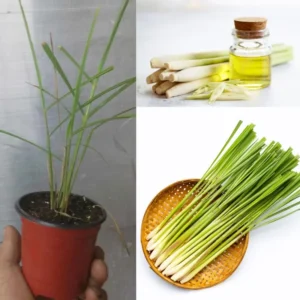 Set 2-3 Lemon Grass Live Plants Outdoor In Pot, Lemon Grass Live Plant for Outside, Lemongrass Plants Live for Planting, Live Lemongrass Plant, Lemon Grass Live Plant Indoor Outdoor