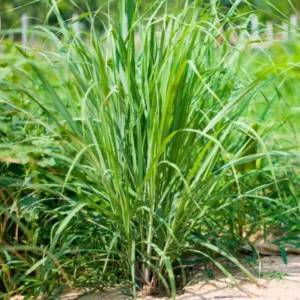 Set 10 Lemon Grass Plants Live Outdoor In Pots, Lemon Grass Live Plant for Outside, 2-3 Plants Per Pot Lemongrass Plant Indoor Outdoor, Live Lemon Grass Plants for Planting