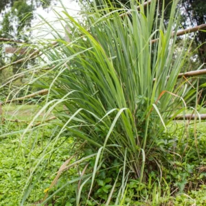 Set 2-3 Lemon Grass Live Plants Outdoor In Pot, Lemon Grass Live Plant for Outside, Lemongrass Plants Live for Planting, Live Lemongrass Plant, Lemon Grass Live Plant Indoor Outdoor