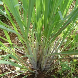 Set 10 Lemon Grass Plants Live Outdoor In Pots, Lemon Grass Live Plant for Outside, 2-3 Plants Per Pot Lemongrass Plant Indoor Outdoor, Live Lemon Grass Plants for Planting