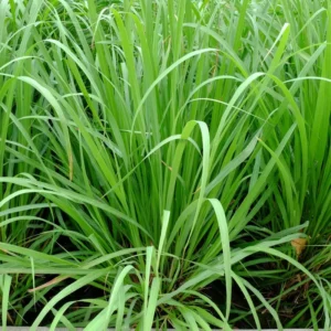 Set 2-3 Lemon Grass Live Plants Outdoor In Pot, Lemon Grass Live Plant for Outside, Lemongrass Plants Live for Planting, Live Lemongrass Plant, Lemon Grass Live Plant Indoor Outdoor