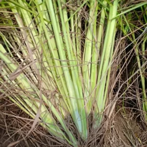 Set 14 Lemon Grass Live Plants for Outside, Lemongrass Plants Live In Pot for Planting, Live Lemongrass Plant, Lemon Grass Live Plant Indoor, 2-3 Plants Per Pot, Lemongrass To Plant