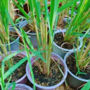 Set 14 Lemon Grass Live Plants for Outside, Lemongrass Plants Live In Pot for Planting, Live Lemongrass Plant, Lemon Grass Live Plant Indoor, 2-3 Plants Per Pot, Lemongrass To Plant