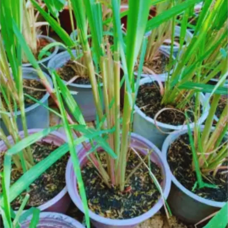Set 14 Lemon Grass Live Plants for Outside, Lemongrass Plants Live In Pot for Planting, Live Lemongrass Plant, Lemon Grass Live Plant Indoor, 2-3 Plants Per Pot, Lemongrass To Plant