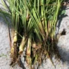 Live Lemon Grass Plants for Outside, Set 10 Lemon Grass Plants Live Outdoor Indoor, 2-3 Plants Per Pot Lemongrass Plants Live for Planting, Lemon Grass Perennial Live Plant