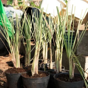 Set 10 Lemon Grass Live Plant Indoor, Lemongrass Live Plant Annuals, Lemongrass Plants 2-3 Plants Per Pot Lemon Grass Perennial Live Plant, Lemongrass Plants, Lemon Grass Plants Live Outdoor