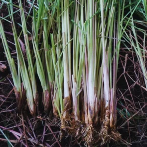Set 10 Lemon Grass Live Plant Indoor, Lemongrass Live Plant Annuals, Lemongrass Plants 2-3 Plants Per Pot Lemon Grass Perennial Live Plant, Lemongrass Plants, Lemon Grass Plants Live Outdoor