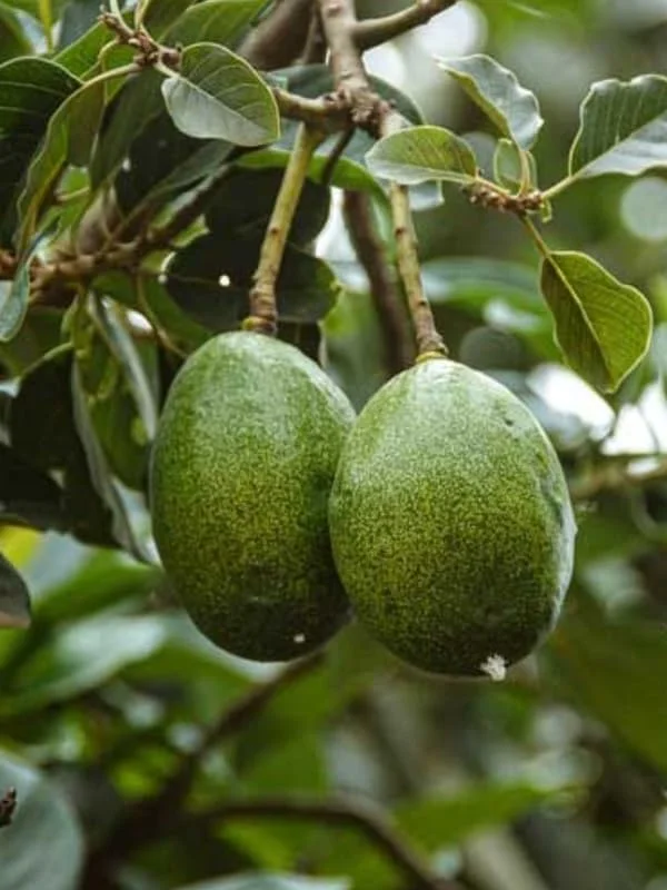 Grafted Hass Avocado Plant Live Tree In Pot, No CA, Hass Avocado Trees Live Plants