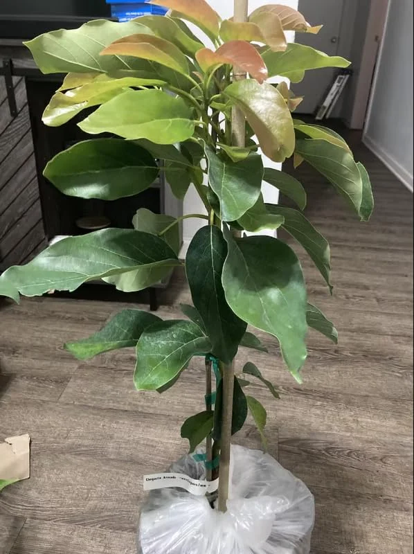 Grafted Hass Avocado Plant Live Tree In Pot, No CA, Hass Avocado Trees Live Plants