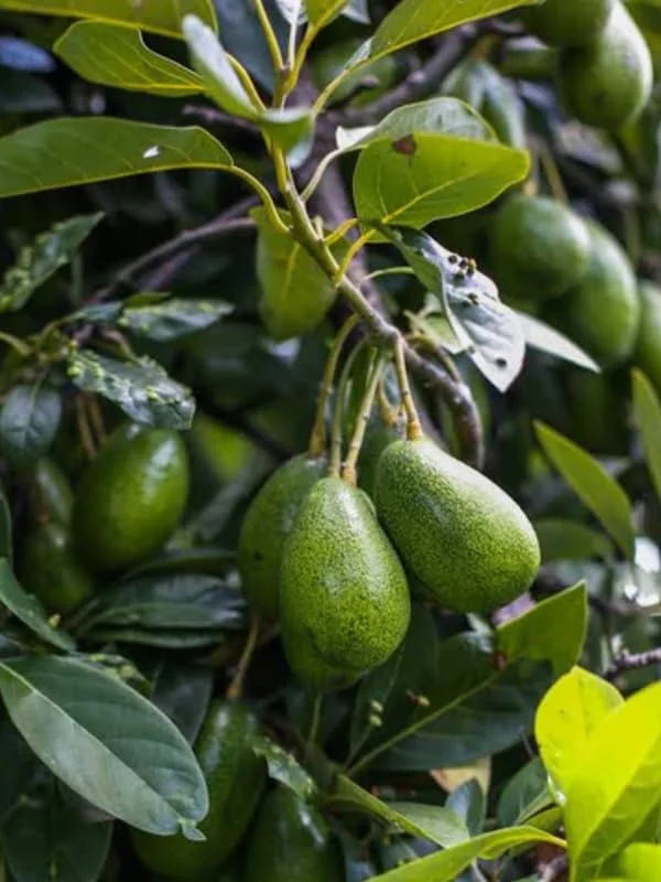 Grafted Avocado Tree, Hass Avocado Live Plant Tree, 2-3Ft In Tall, Well-Rooted Grafting Avocado