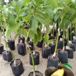 Grafted Avocado Tree, Hass Avocado Live Plant Tree, 2-3Ft In Tall, Well-Rooted Grafting Avocado